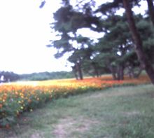 ひたち海浜公園へGO！