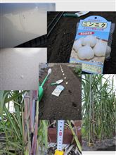 セレブ菜園シリーズ　その６５　(代車費用補償報告もあるよ！)