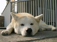 寝てばっか・・・