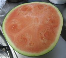 アメリカ産すいか　９ｋｇ！