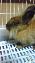逃げ去る音