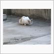ある日の○んこヾ(=^▽^= ...