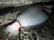 北西の風3m/s波の高さ0.5m長潮/SP
