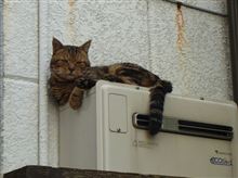 雑用で多忙ちう　ヾ(;&#180;▽｀A``　