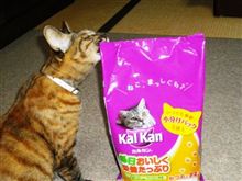 ねこ、まっしぐら♪ 