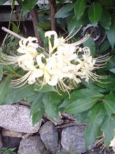 葉見ず花見ず