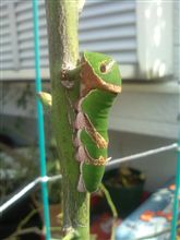 キャタピラくん再び！