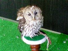 二回目逢ったっ！フクロウさん。。(((o(*ﾟ▽ﾟ*)o)))