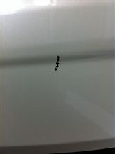 飛び石で,,, 飛び石で,,,