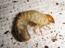これは珍しい・・・と思ったら