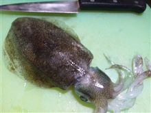 西南西の風3m/s波の高さ0.5m中潮/B
