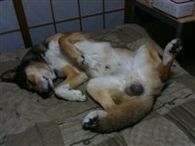 風邪ひいた模様・・・