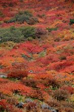 紅葉シーズン。スタート