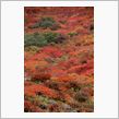 紅葉シーズン。スタート