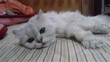 ２０１１年の秋冬のシーズン初の風邪をひきました・・・