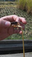 田んぼの用水路に…