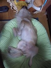 力尽きた…… 力尽きた……