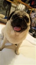 愛犬が……