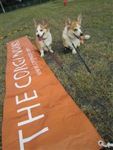 コーギーワークス運動会 &amp; 町田会　