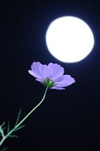 今宵，月はどこを照らす