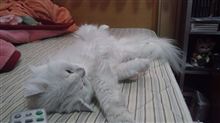 やっぱりチューハイであるんだ～
