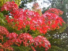 今年初紅葉していました！