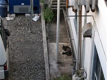 ネムイったらありゃしニャいな
