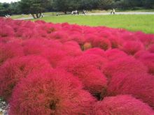 紅葉⁉ 紅葉⁉
