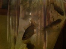 天然記念物指定の金魚