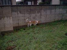 どこ行くの？こっちだよ。