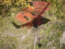 紅葉してきた。