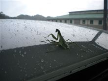 praying mantis