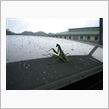 praying mantis