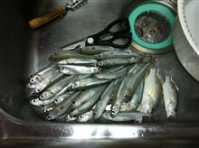 釣ったどぉ〜ψ(｀∇&#180;)ψ
