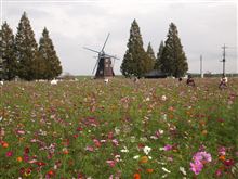 秋桜
