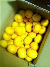 手の皮が黄色に・・・。