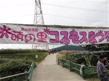 コスモスまつり
