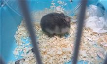 とっとこハム太郎( ﾟ∀ﾟ)・∵.