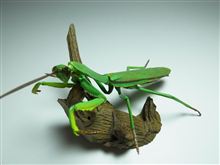 オオカマキリ オオカマキリ