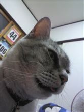ネコ猫パラダイス
