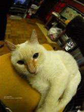 THE CAT
