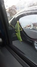 かまきり
