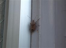 カメムシ大発生中