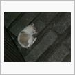 ｼｮﾝﾎﾞﾘと。　猫 (悩。