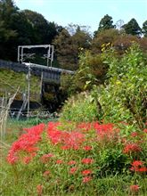 曼珠沙華シリーズ・・・最初の目的地は関ヶ原