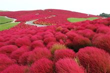 autumn colour
