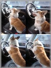 ミニコはナナが運転！！
