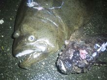 東北東の風2m/s波の高さ0.5m中潮/SP
