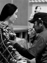 菊花繚乱