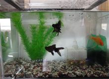 金魚すくいトリオ